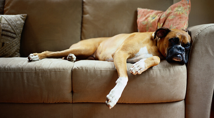 Pet Boarding Near Me 12569 Pleasant Valley Animal Hospital